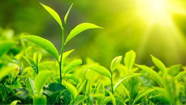Tác dụng của green tea (trà xanh) còn là khả năng chống nắng hiệu quả