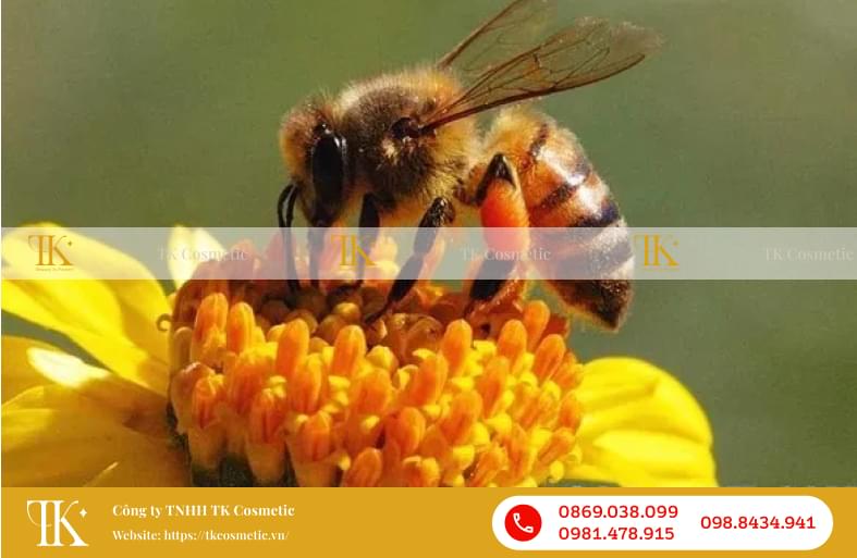 Chiết xuất nọc ong trị mụn