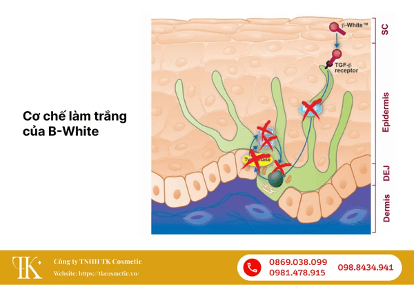 B-White làm trắng da với cơ chế ức chế yếu tố phiên mã MITF và các enzyme tham gia quá trình hình thành melanin