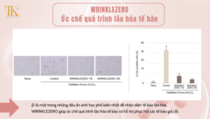 Ức chế quá trình lão hóa tế bào: WRINKLEZERO giúp kích hoạt quá trình phục hồi các tế bào già cỗi, được nhận biết qua dấu ấn sinh học β-galactosidase. Bằng cách ngăn ngừa quá trình lão hóa tế bào, WRINKLEZERO giúp làn da được trẻ hóa từ bên trong.
