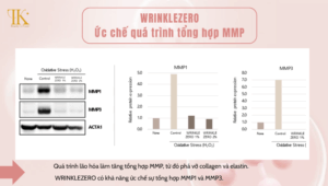 Ức chế Enzyme MMP: Hoạt chất này có khả năng ức chế mạnh mẽ MMP1 và MMP3 - những enzyme phá hủy collagen và elastin, giúp bảo vệ cấu trúc da và ngăn ngừa nếp nhăn.