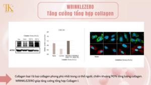 Tăng cường tổng hợp Collagen: WRINKLEZERO thúc đẩy quá trình tổng hợp Collagen loại I, giúp tăng cường độ đàn hồi và mang lại làn da căng mịn, săn chắc.