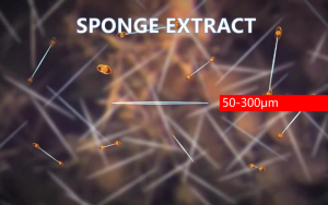 kích thước siêu nhỏ của sponge extract