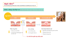 Chức năng của: Epi-On