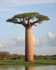 Baolift™: Công nghệ tế bào gốc bao báp