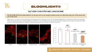 Bloomlight: Sự vận chuyển melanosome