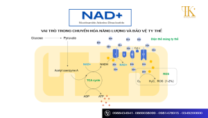 NAD+: Vai trò chuyển hóa năng lượng và bảo vệ ty thể
