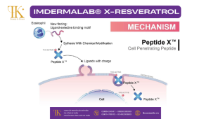 Cơ chế hoạt động của IMDERMALAB X-RESVERATROL